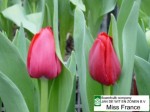 [Miss France 1 (left,lighter tulip).JPG]